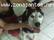 Husky macho necesita urgente casa cuna o permanente