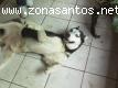 Husky macho necesita urgente casa cuna o permanente