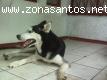 Husky macho necesita urgente casa cuna o permanente