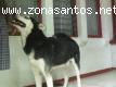 Husky macho necesita urgente casa cuna o permanente