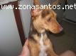 Preciosa Doberman Pincher
