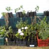 Plantas medicinales