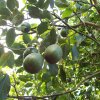 Aguacates