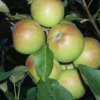 Arbol de Manzanas