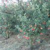 Arbol de Manzanas