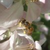 Abeja polinizando