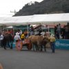 Carreta  y yunta de bueyes